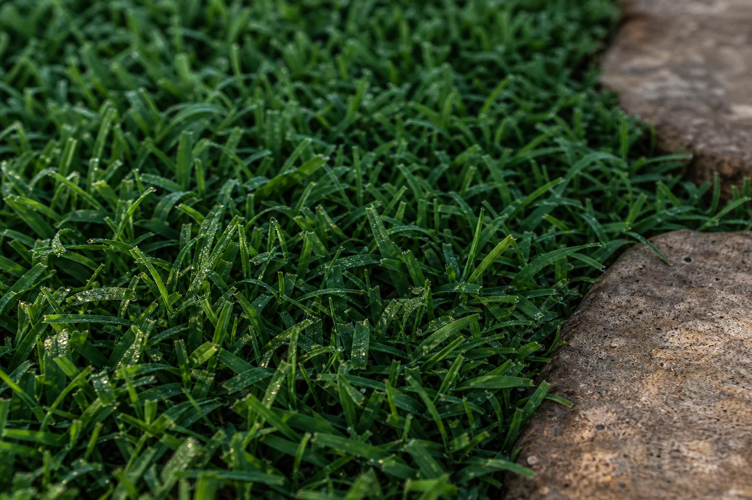 Paspalum Hazır Rulo Çim — ürün detayı
